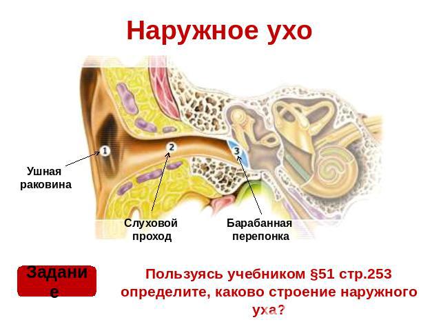 Наружное ухо Пользуясь учебником §51 стр.253 определите, каково строение наружного уха?