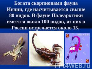 Богата скорпионами фауна Индии, где насчитывается свыше 80 видов. В фауне Палеар