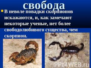 свобода В неволе повадки скорпионов искажаются, и, как замечают некоторые ученые
