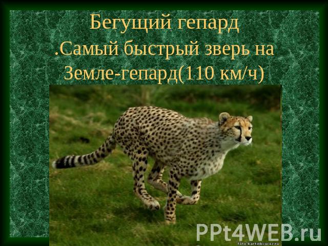 Бегущий гепард.Самый быстрый зверь на Земле-гепард(110 км/ч)