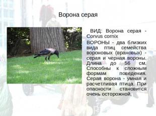 Ворона серая ВИД: Ворона серая - Corvus cornix ВОРОНЫ - два близких вида птиц се