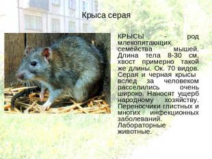 Крыса серая КРЫСЫ - род млекопитающих семейства мышей. Длина тела 8-30 см, хвост
