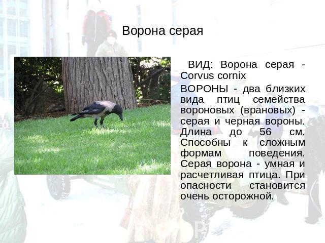 Ворона серая ВИД: Ворона серая - Corvus cornix ВОРОНЫ - два близких вида птиц семейства вороновых (врановых) - серая и черная вороны. Длина до 56 см. Способны к сложным формам поведения. Серая ворона - умная и расчетливая птица. При опасности станов…