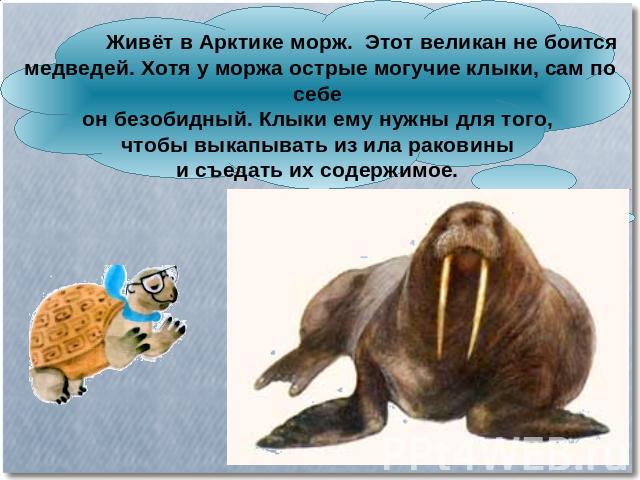 Живёт в Арктике морж. Этот великан не боится медведей. Хотя у моржа острые могучие клыки, сам по себе он безобидный. Клыки ему нужны для того, чтобы выкапывать из ила раковины и съедать их содержимое.