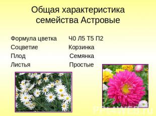 Общая характеристика семейства Астровые Формула цветка Ч0 Л5 Т5 П2 Соцветие Корз