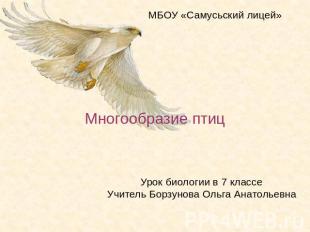МБОУ «Самусьский лицей» Многообразие птиц Урок биологии в 7 классе Учитель Борзу