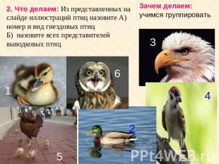 2. Что делаем: Из представленных на слайде иллюстраций птиц назовите А) номер и