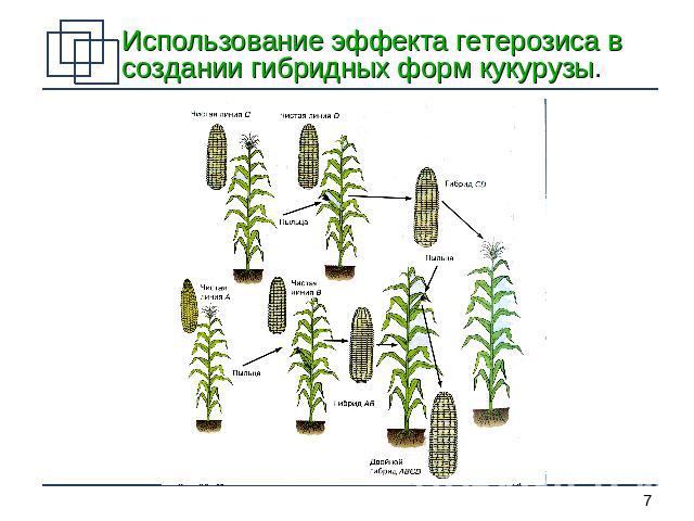 Использование эффекта гетерозиса в создании гибридных форм кукурузы.