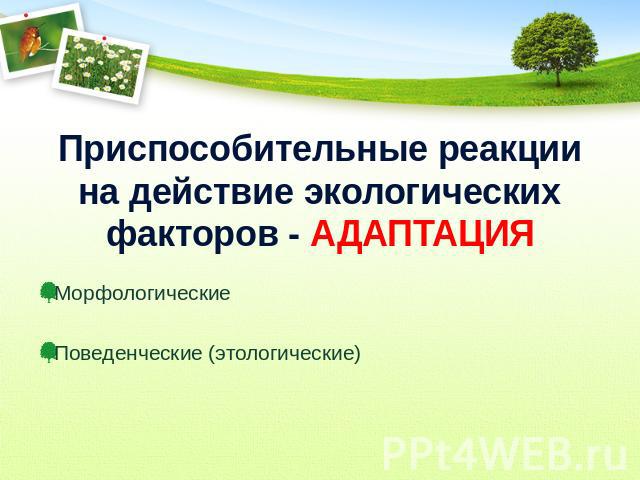 Приспособительные реакции на действие экологических факторов - АДАПТАЦИЯ Морфологические Поведенческие (этологические)