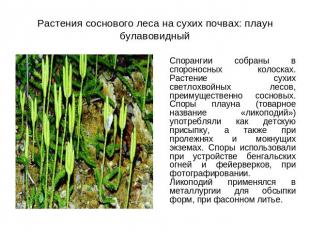 Растения соснового леса на сухих почвах: плаун булавовидный Спорангии собраны в