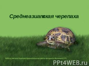 Среднеазиатская черепаха Работа учителя биологии Красносельской школы-интарната