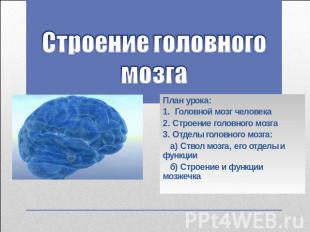 Строение головного мозга План урока: 1. Головной мозг человека 2. Строение голов