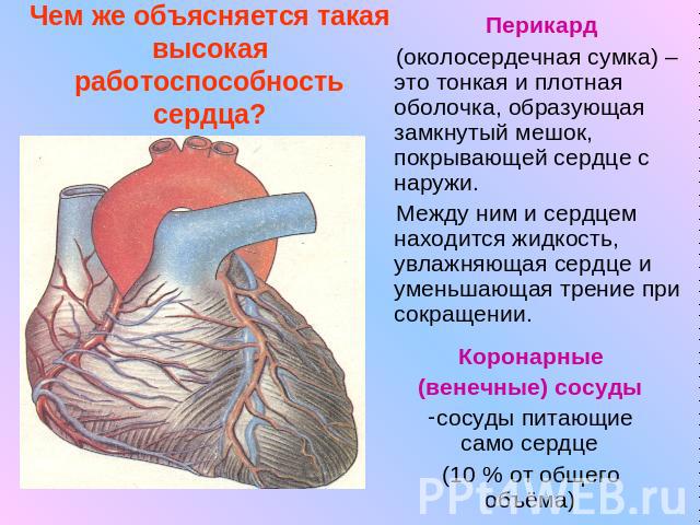 Чем же объясняется такая высокая работоспособность сердца? Перикард (околосердечная сумка) – это тонкая и плотная оболочка, образующая замкнутый мешок, покрывающей сердце с наружи. Между ним и сердцем находится жидкость, увлажняющая сердце и уменьша…
