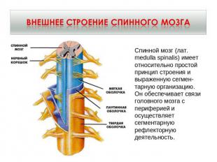 Внешнее строение Спинного мозга Спинной мозг (лат. medulla spinalis) имеет относ