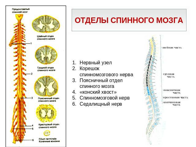 Отделы спинного мозга Нервный узел Корешок спинномозгового нерва Поясничный отдел спинного мозга «конский хвост» Спинномозговой нерв Седалищный нерв