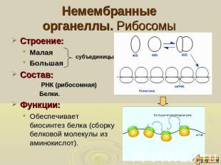 Немембранныеорганеллы. Рибосомы Строение: Малая Большая Состав: РНК (рибосомная)