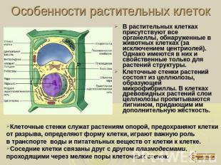 Особенности растительных клеток В растительных клетках присутствуют все органелл