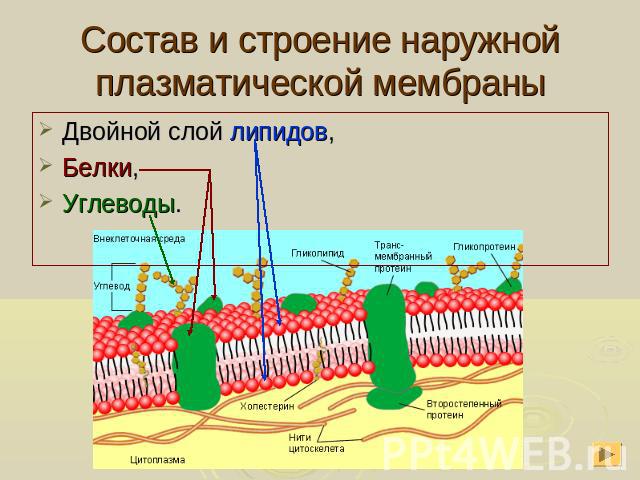 Состав и строение наружной плазматической мембраны