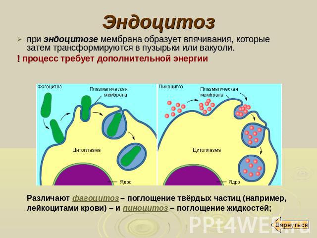 Эндоцитоз при эндоцитозе мембрана образует впячивания, которые затем трансформируются в пузырьки или вакуоли. ! процесс требует дополнительной энергии Различают фагоцитоз – поглощение твёрдых частиц (например, лейкоцитами крови) – и пиноцитоз – погл…