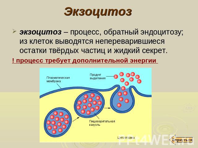 Экзоцитоз экзоцитоз – процесс, обратный эндоцитозу; из клеток выводятся непереварившиеся остатки твёрдых частиц и жидкий секрет. ! процесс требует дополнительной энергии