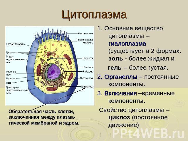 Цитоплазма . Основние вещество цитоплазмы – гиалоплазма (существует в 2 формах: золь - более жидкая и гель – более густая. 2. Органеллы – постоянные компоненты. 3. Включения –временные компоненты. Свойство цитоплазмы – циклоз (постоянное движение) О…