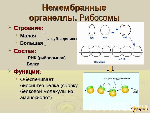 Немембранныеорганеллы. Рибосомы Строение: Малая Большая Состав: РНК (рибосомная) Белки. Функции: Обеспечивает биосинтез белка (сборку белковой молекулы из аминокислот).