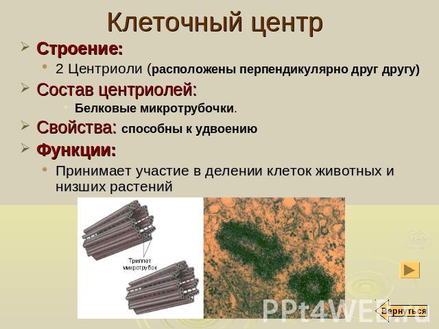 Клеточный центр Строение: 2 Центриоли (расположены перпендикулярно друг другу) Состав центриолей: Белковые микротрубочки. Свойства: способны к удвоению Функции: Принимает участие в делении клеток животных и низших растений