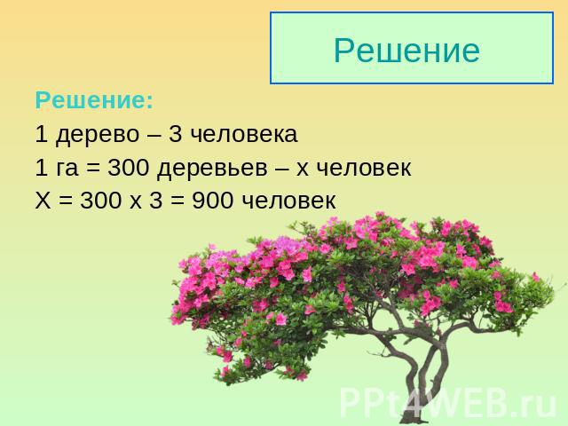 Решение: 1 дерево – 3 человека 1 га = 300 деревьев – х человек Х = 300 х 3 = 900 человек