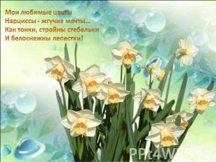 Мои любимые цветы Нарциссы - жгучие мечты… Как тонки, стройны стебельки И белосн