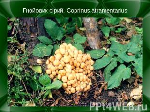 Гнойовик сірий, Coprinus atramentarius