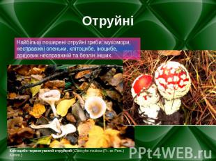 Отруйні Найбільш поширені отруйні гриби: мухомори, несправжні опеньки, клітоцибе