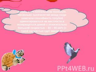 Голубь стал почтальоном поневоле. Несколько тысячелетий назад люди заметили спос