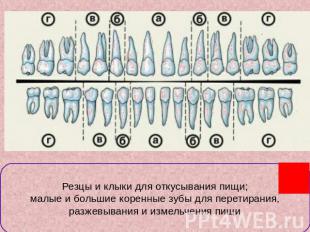 Классификация зубов а – резцы; б – клыки; в- малые коренные; г – большие коренны