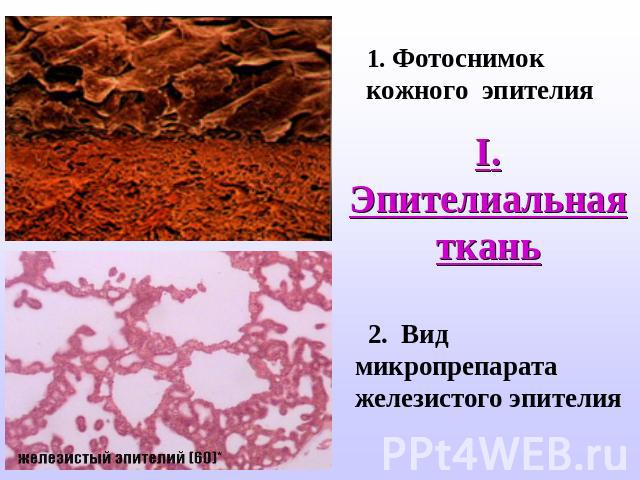 1. Фотоснимок кожного эпителия I. Эпителиальная ткань 2. Вид микропрепарата железистого эпителия