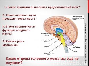 1. Какие функции выполняет продолговатый мозг? 2. Какие нервные пути проходят че