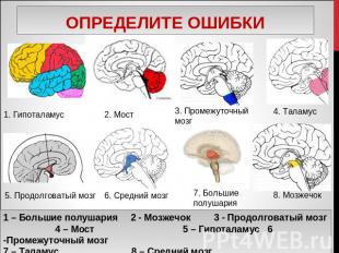 Определите ошибки 1 – Большие полушария 2 - Мозжечок 3 - Продолговатый мозг 4 –
