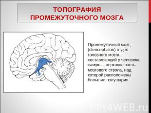 Топография промежуточного мозга Промежуточный мозг, (diencephalon) отдел головно