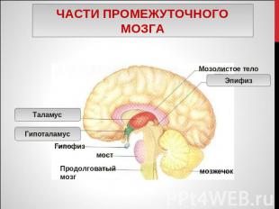 Части промежуточного мозга