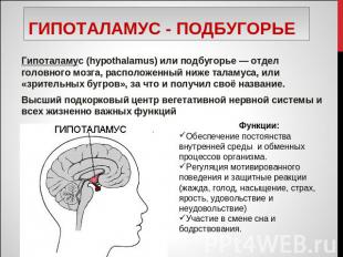 Гипоталамус - подбугорье Гипоталамус (hypothalamus) или подбугорье — отдел голов