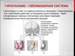 Гипоталамо - гипофизарная система. Гипоталамус в ответ на нервные импульсы оказы