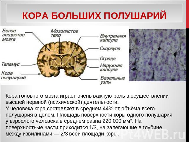 Кора больших полушарий Кора головного мозга играет очень важную роль в осуществлении высшей нервной (психической) деятельности. У человека кора составляет в среднем 44% от объёма всего полушария в целом. Площадь поверхности коры одного полушария у в…