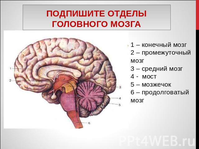 Подпишите отделы головного мозга – конечный мозг 2 – промежуточный мозг 3 – средний мозг 4 - мост 5 – мозжечок 6 – продолговатый мозг