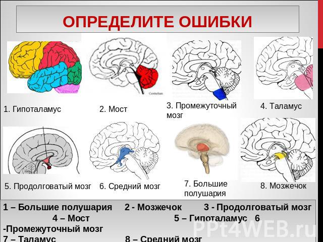 Определите ошибки 1 – Большие полушария 2 - Мозжечок 3 - Продолговатый мозг 4 – Мост 5 – Гипоталамус 6 -Промежуточный мозг 7 – Таламус 8 – Средний мозг