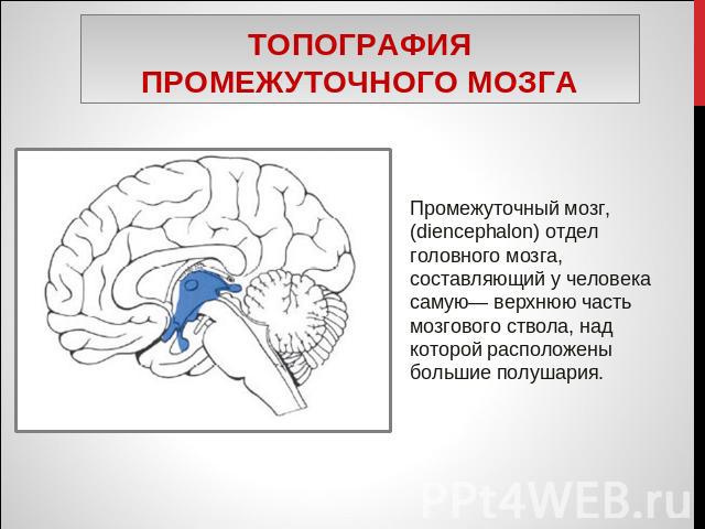 Топография промежуточного мозга Промежуточный мозг, (diencephalon) отдел головного мозга, составляющий у человека самую— верхнюю часть мозгового ствола, над которой расположены большие полушария.