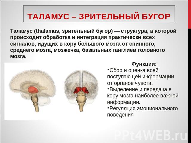 Таламус – зрительный бугор Таламус (thalamus, зрительный бугор) — структура, в которой происходит обработка и интеграция практически всех сигналов, идущих в кору большого мозга от спинного, среднего мозга, мозжечка, базальных ганглиев головного мозг…