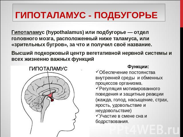 Гипоталамус - подбугорье Гипоталамус (hypothalamus) или подбугорье — отдел головного мозга, расположенный ниже таламуса, или «зрительных бугров», за что и получил своё название. Высший подкорковый центр вегетативной нервной системы и всех жизненно в…