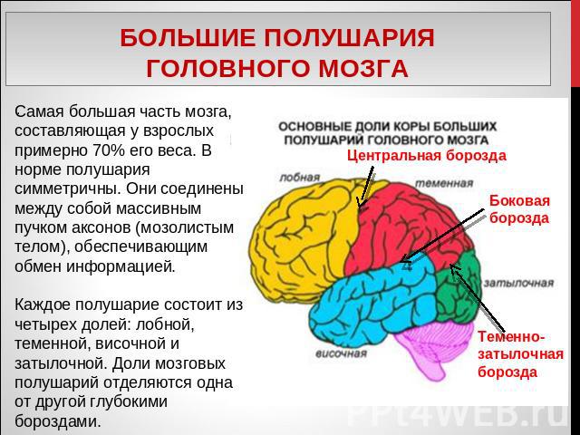 Большие полушарияголовного мозга Самая большая часть мозга, составляющая у взрослых примерно 70% его веса. В норме полушария симметричны. Они соединены между собой массивным пучком аксонов (мозолистым телом), обеспечивающим обмен информацией. Каждое…