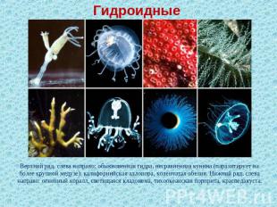 Гидроидные Верхний ряд, слева направо: обыкновенная гидра, несравненная кунина (