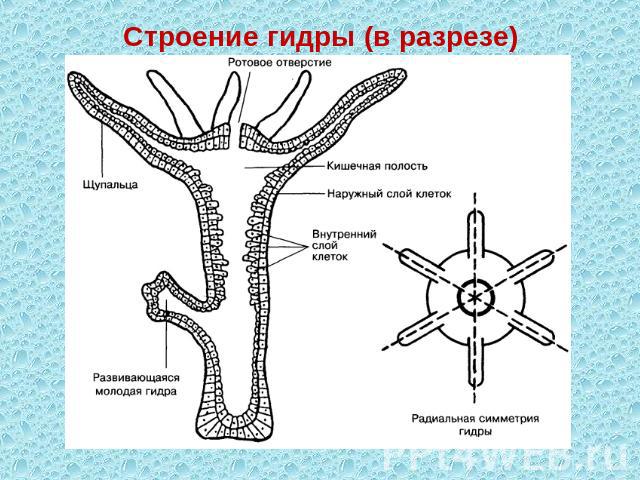 Строение гидры (в разрезе)