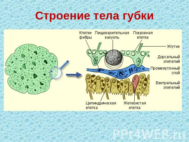 Строение тела губки